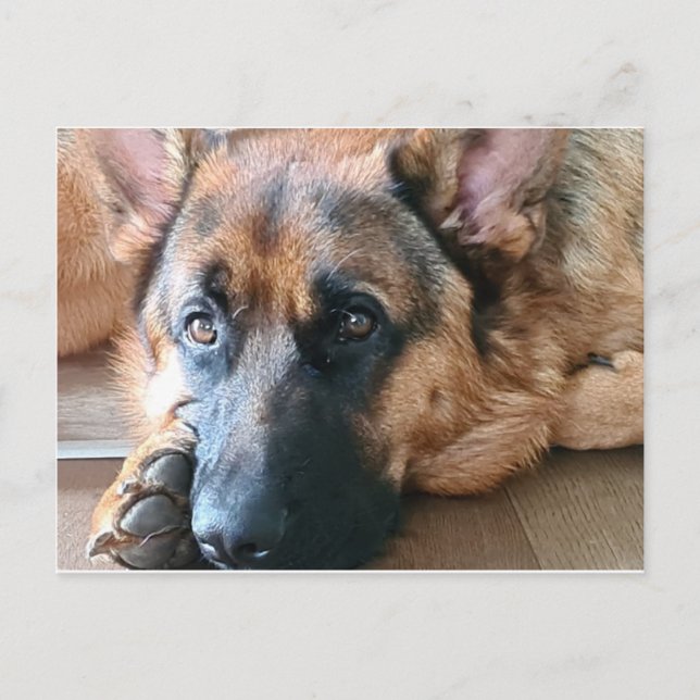 Deutscher Schäferhund Postkarte (Vorderseite)