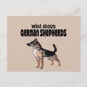 Deutscher Schäferhund Postkarte