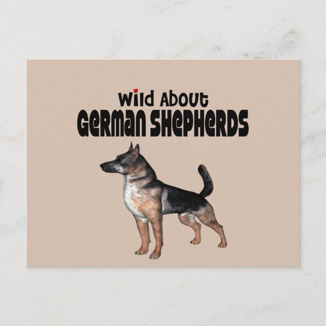 Deutscher Schäferhund Postkarte (Vorderseite)