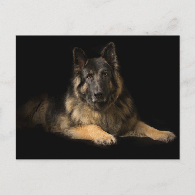 Deutscher Schäferhund Postkarte (Vorderseite)