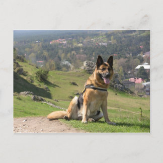Deutscher Schäferhund Postkarte