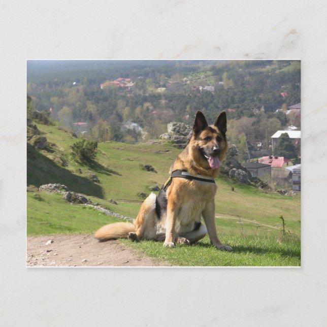 Deutscher Schäferhund Postkarte (Vorderseite)