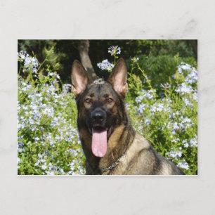 Deutscher Schäferhund Postkarte