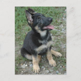 Deutscher Schäferhund Postkarte