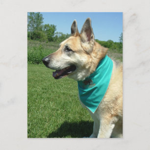Deutscher Schäferhund Postkarte