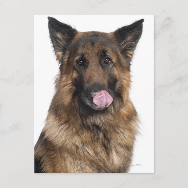 Deutscher Schäferhund Postkarte (Vorderseite)