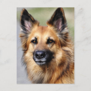 Deutscher Schäferhund Postkarte