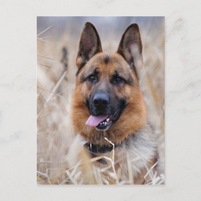 Deutscher Schäferhund Postkarte (Vorderseite)