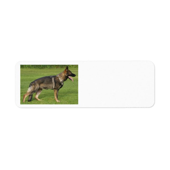 Deutscher Schäferhund Sable Voll  (Vorne)