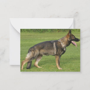Deutscher Schäferhund Sable Voll Mitteilungskarte