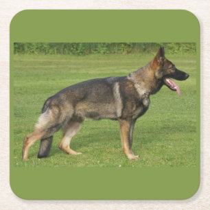Deutscher Schäferhund Sable Voll Rechteckiger Pappuntersetzer