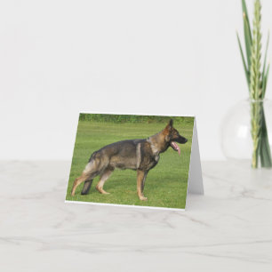 Deutscher Schäferhund Sable Vollständig Karte