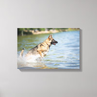 Deutscher Schäferhund springt ins Wasser