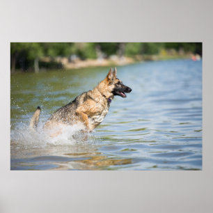 Deutscher Schäferhund springt ins Wasser Poster
