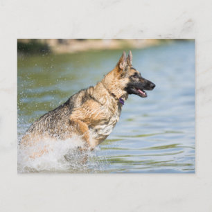 Deutscher Schäferhund springt ins Wasser Postkarte