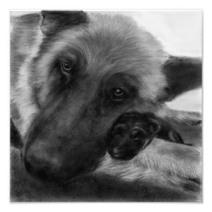 Deutscher Schäferhund und Welpe Fotodruck