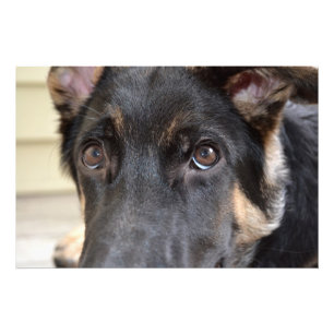 Deutscher Schäferhund von Shirley Taylor Fotodruck