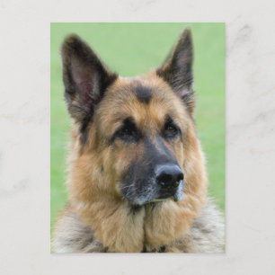 Deutscher Schäferhund-Welpe-Hund-Leere Postkarte