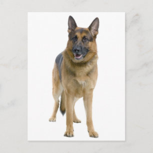 Deutscher Schäferhund-Welpe-Hund-Leere Postkarte