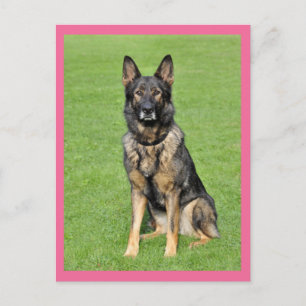 Deutscher Schäferhund-Welpe-Hund Leere Postkarte