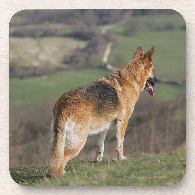 Deutscher Shephard, das hinunter Hügel schaut Getränkeuntersetzer (Vorderseite)
