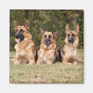 Deutscher Sherpherd Familie Magnet