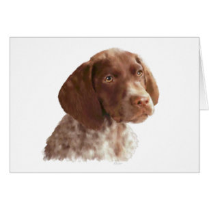 Deutscher Shorthair Welpe