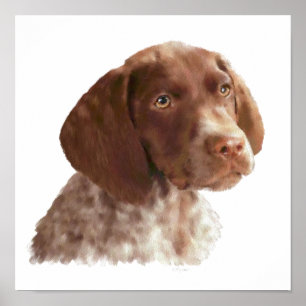 Deutscher Shorthair Welpe Poster