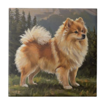 Deutscher Spitz