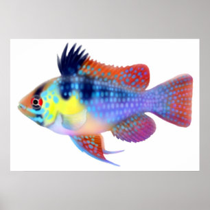 Deutsches blaues RAM-Zwergcichlid-Plakat Poster