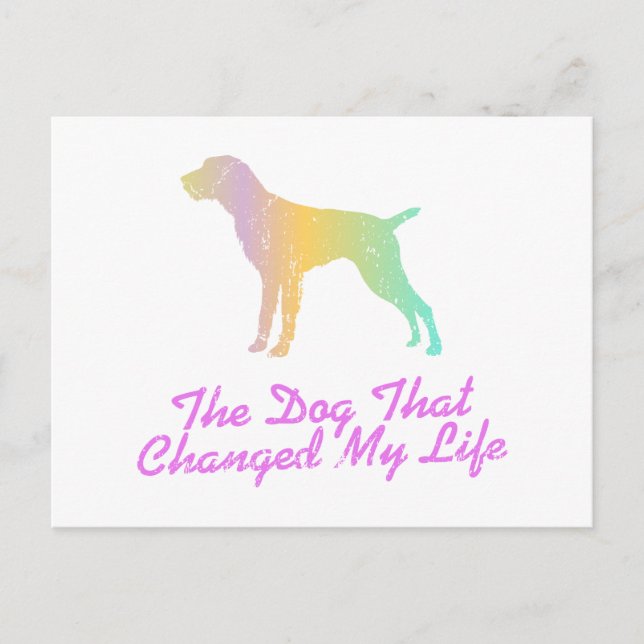 Deutsches Drahthaar Pointer Postkarte (Vorderseite)