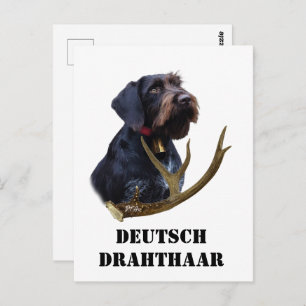 Deutsches Drahthaar Pointer Postkarte