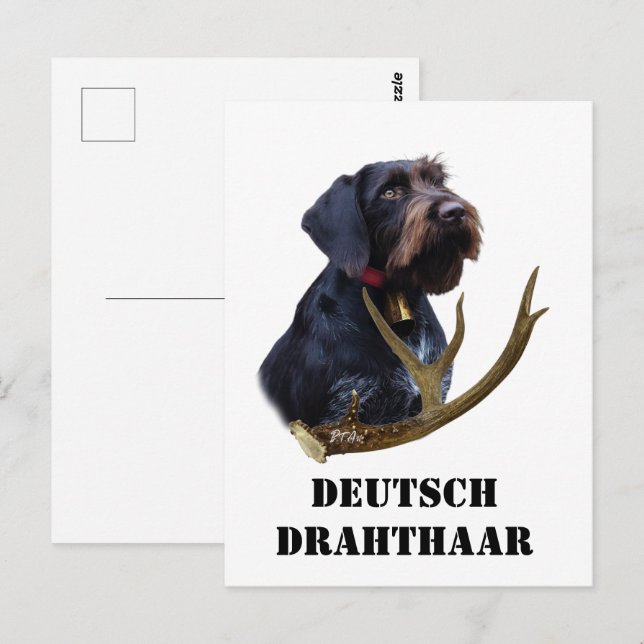 Deutsches Drahthaar Pointer Postkarte (Vorne/Hinten)
