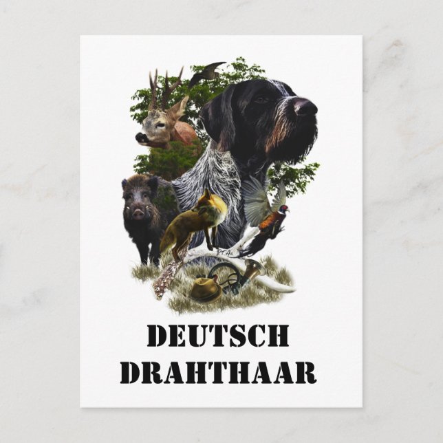 Deutsches Drahthaar Pointer Postkarte (Vorderseite)