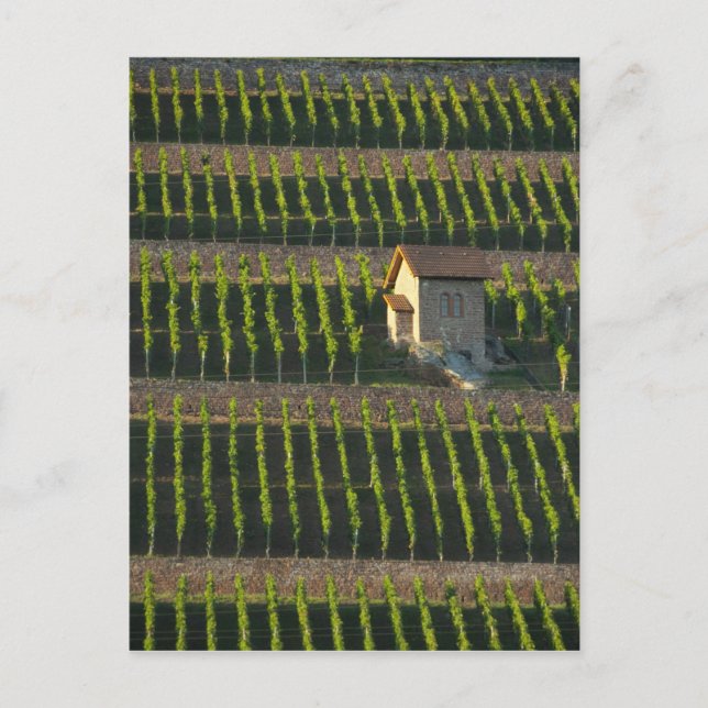 Deutschland, Frankreich, Wertheim. Besondere Hangl Postkarte (Vorderseite)