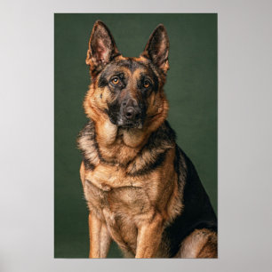Deutschlandscher Schäferhund Kiefern Grün Studio P Poster