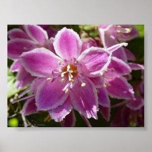 Deutzia Poster