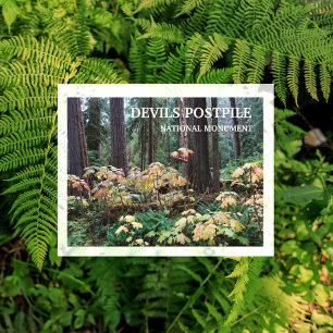 Devil's Club, Devils Postpile National Monument Postkarte