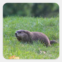 Devil's Hole Digger Quadratischer Aufkleber