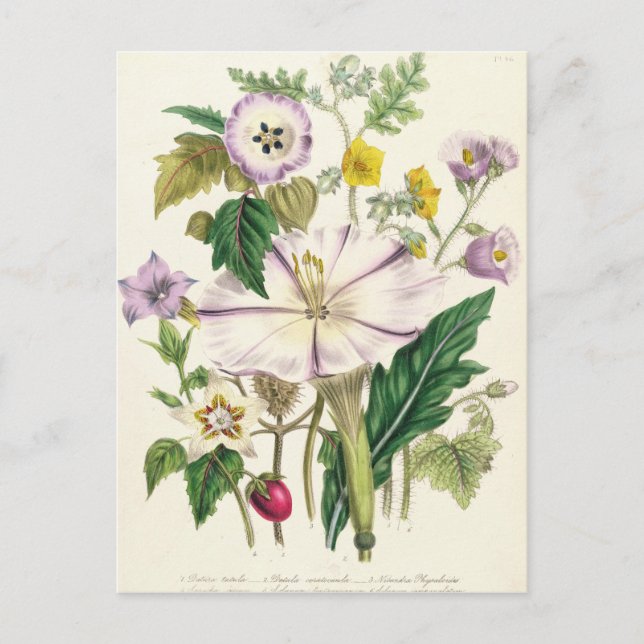 Devil's Trumpet, Teller 46 von "The Ladys" Postkarte (Vorderseite)