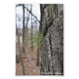 Devin Michael Figueroa 00010 Fotodruck