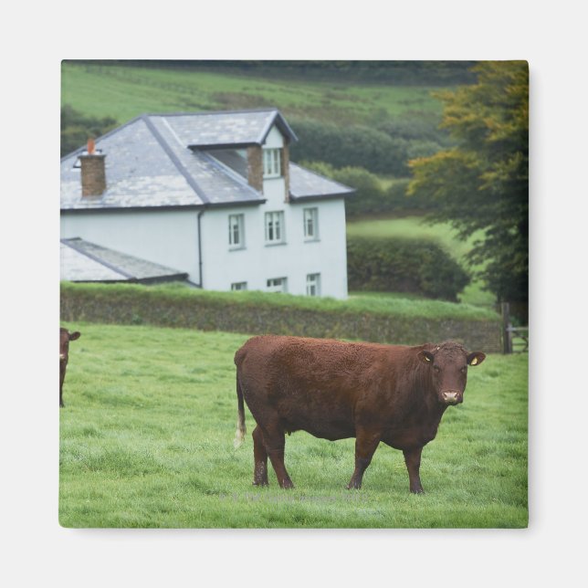 Devon, England Magnet (Vorne)