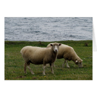 Devon longwool Schafe an der Südküste von Devon