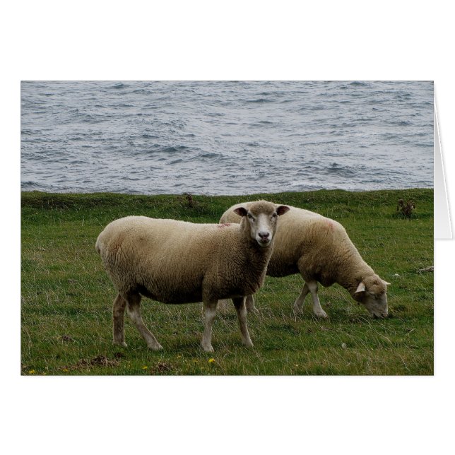 Devon longwool Schafe an der Südküste von Devon (Vorderseite (Horizontal))