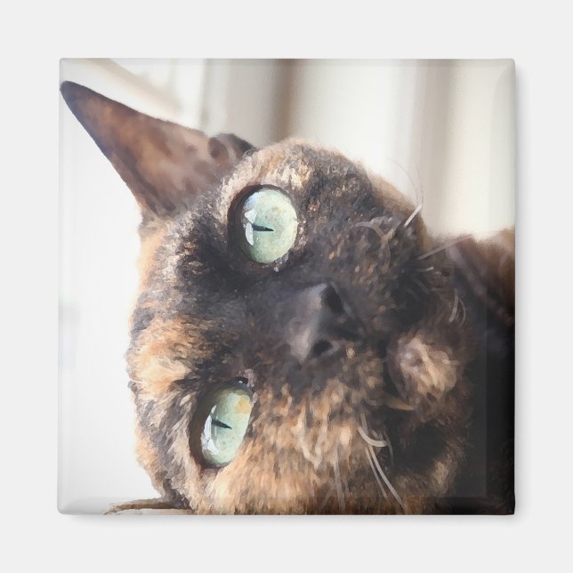 Devon Rex Cat Magnet (Vorne)