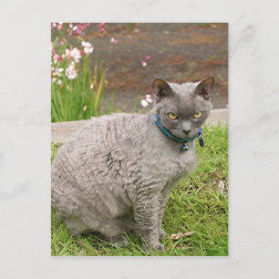 Devon Rex Hauskatze im Garten Postkarte