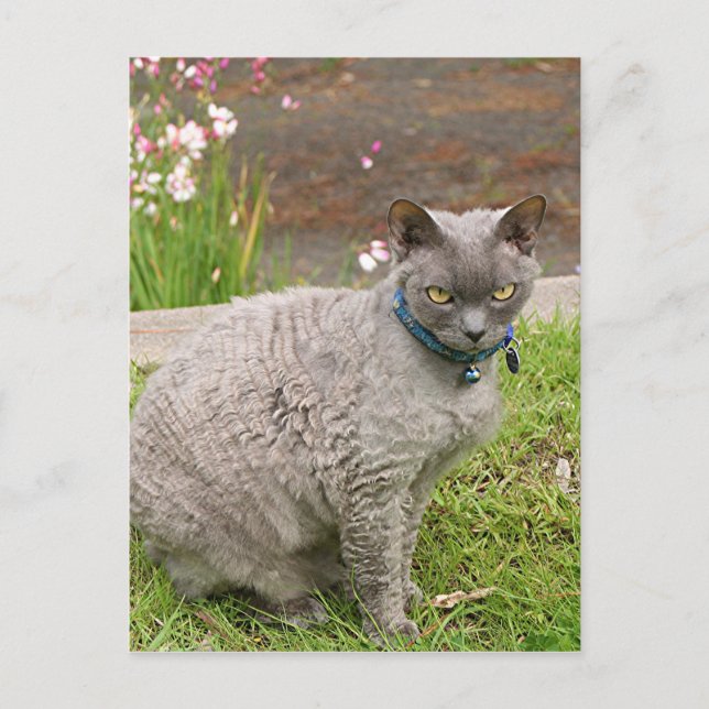 Devon Rex Hauskatze im Garten Postkarte (Vorderseite)