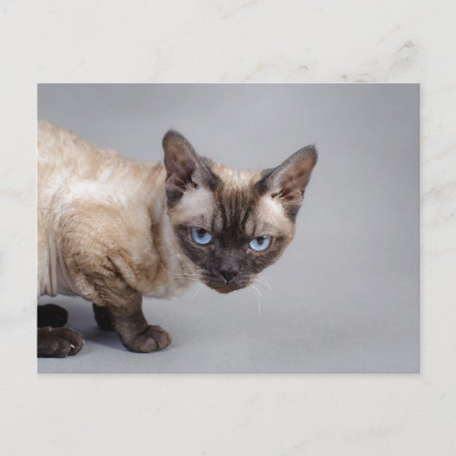 Devon rex postkarte (Vorderseite)