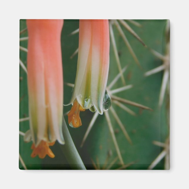 Dew auf Aloe Bloom Magnet (Vorne)