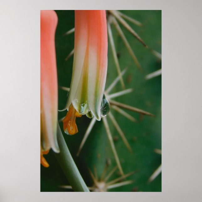 Dew auf Aloe Bloom Poster (Vorne)